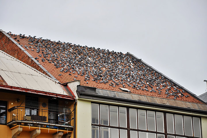 A2B Pest Control are able to install spikes to deter birds from roofs in Hednesford. 