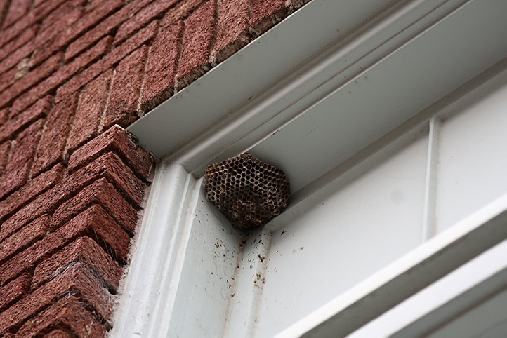 We provide a wasp nest removal service for domestic and commercial properties in Hednesford.